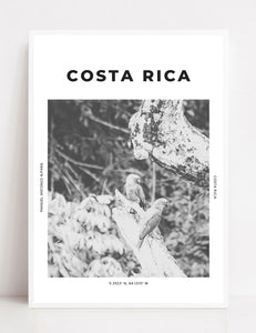 Costa Rica 'A Little Parrot Told Me' Print
